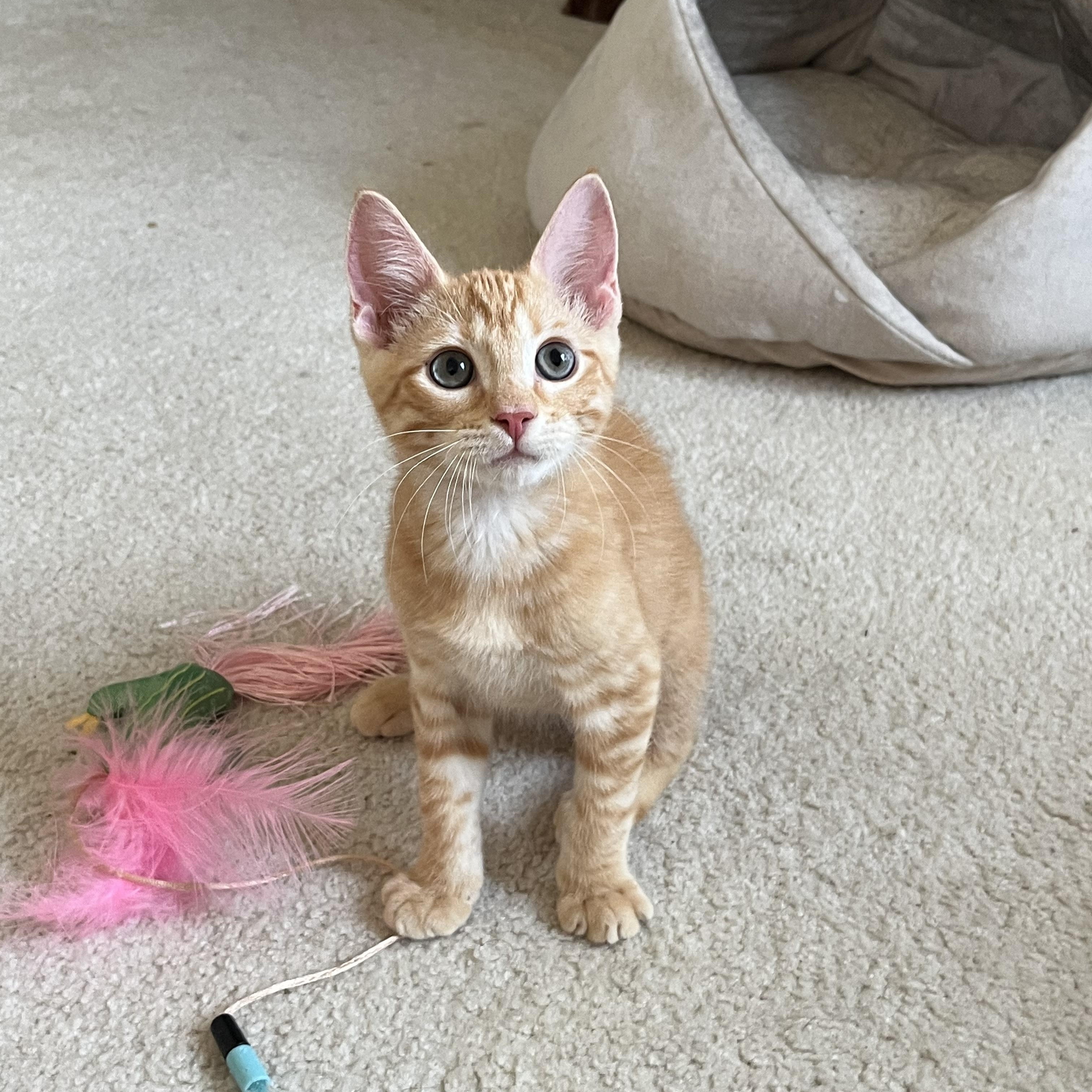 Razzles, Baby Male Tabby