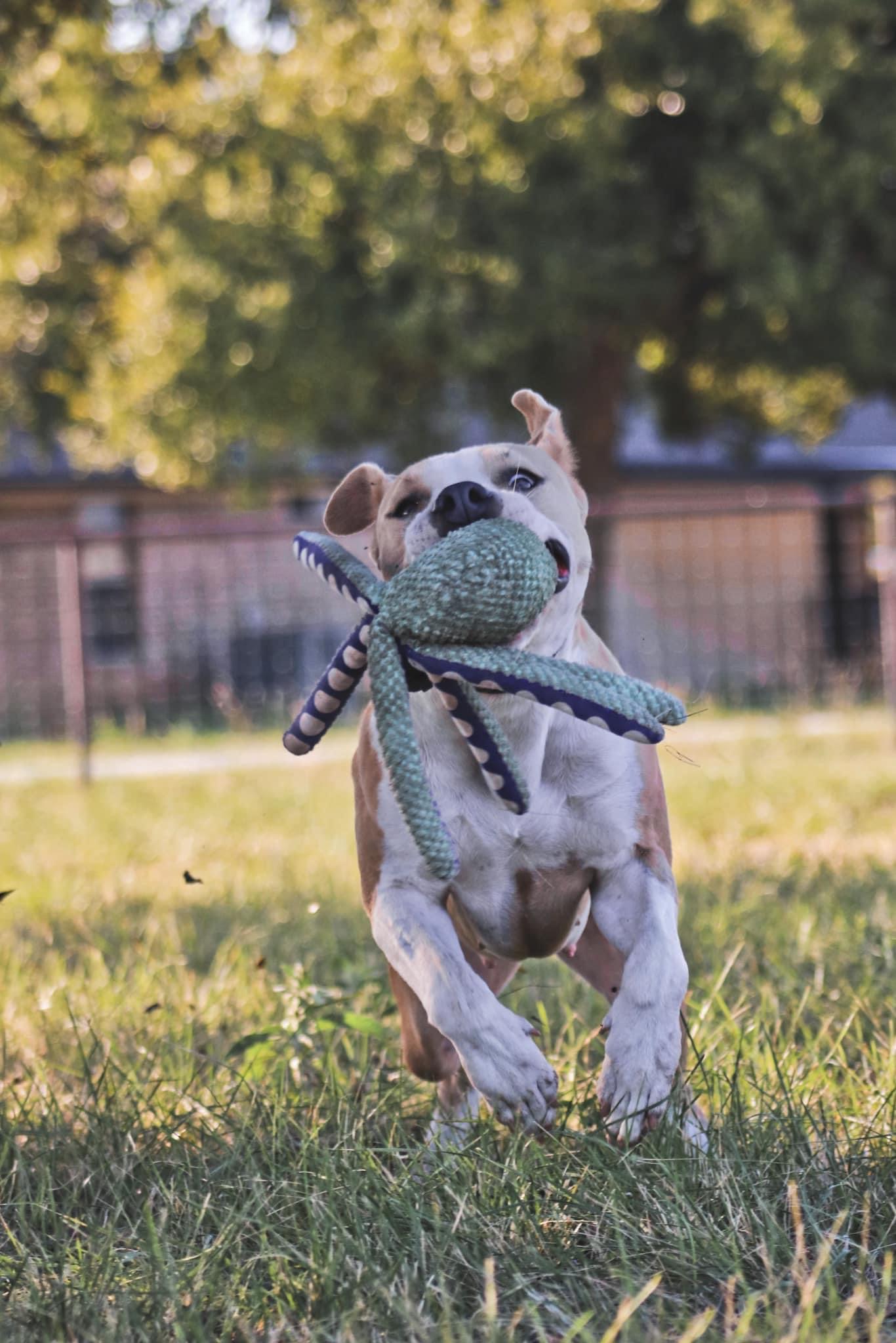 Maybelline aka Mabel, Adopted, Adult Female Pit Bull Terrier.