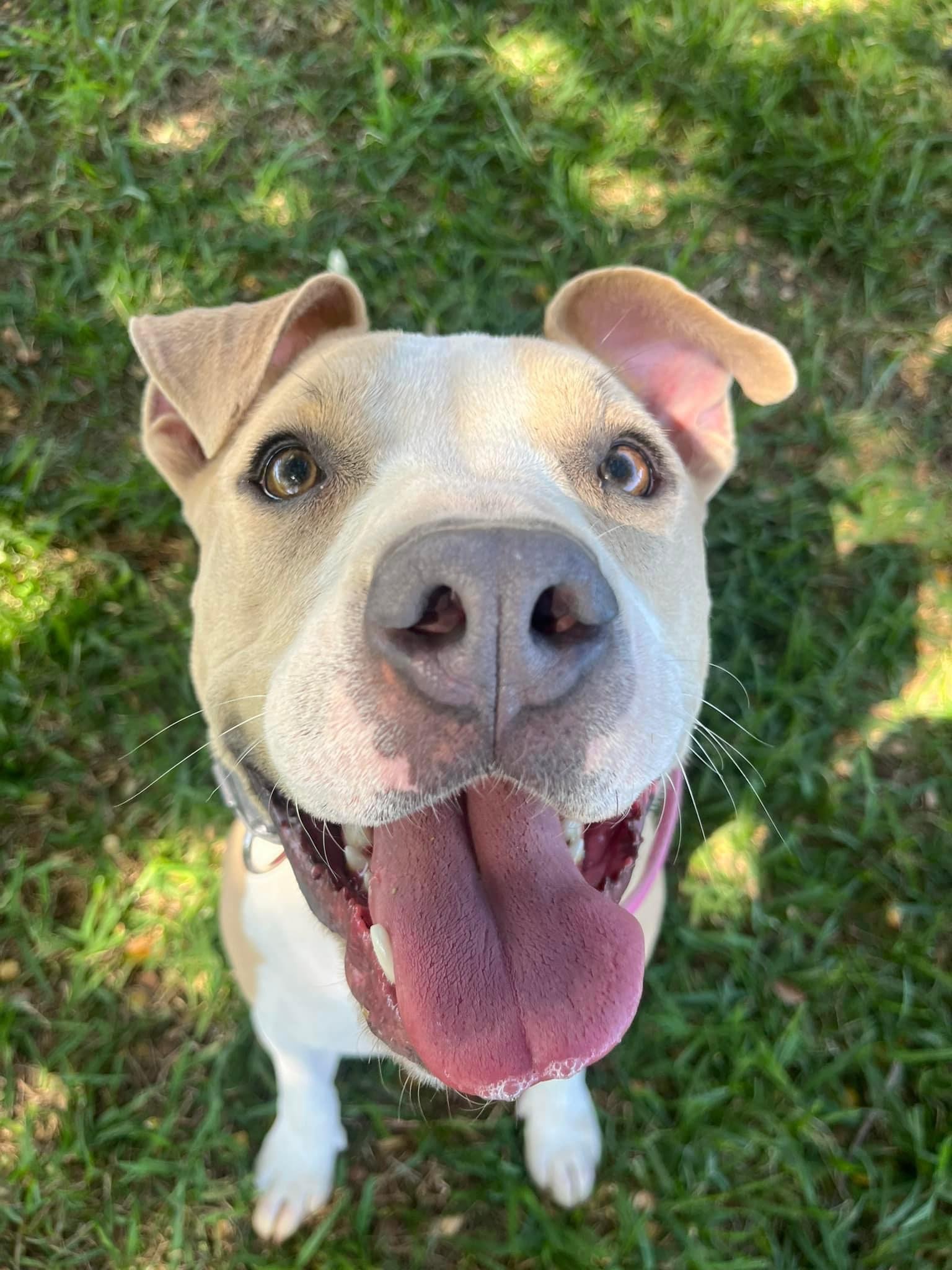 Enlarge Maybelline aka Mabel, a Adopted mixed breed in Gatesville, TX image 2/4