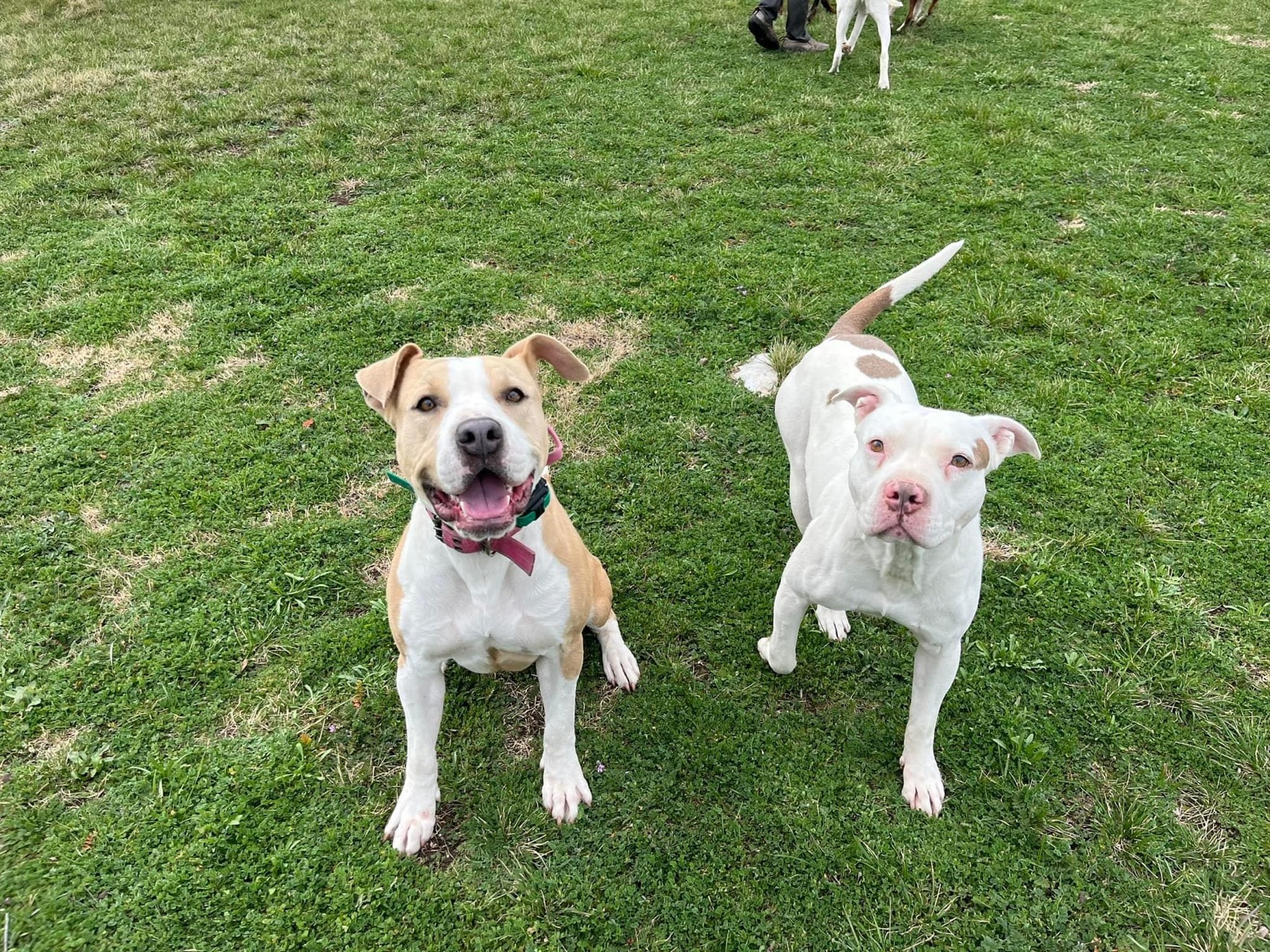 Enlarge Maybelline aka Mabel, a Adopted mixed breed in Gatesville, TX image 3/4