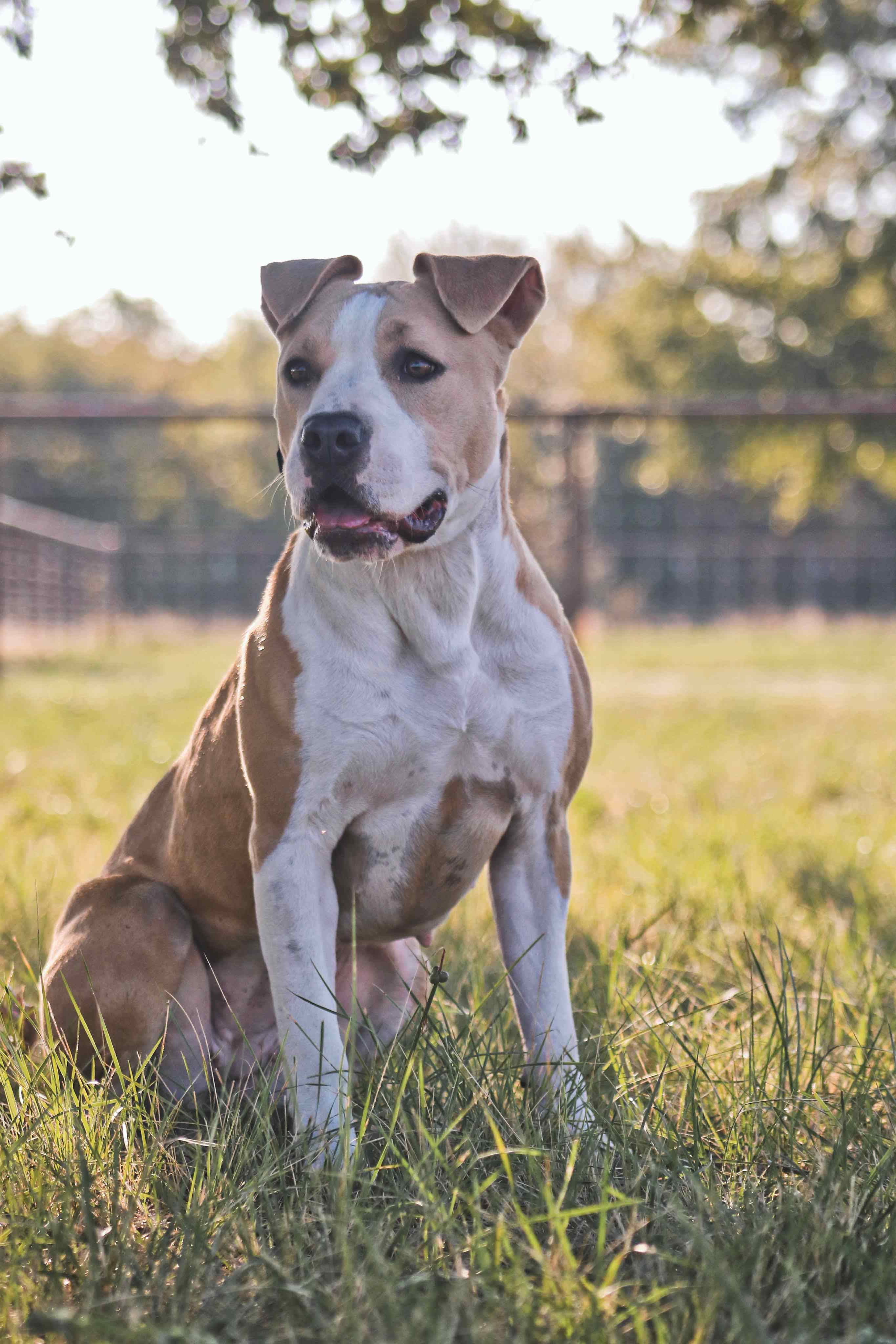 Enlarge Maybelline aka Mabel, a Adopted mixed breed in Gatesville, TX image 4/4
