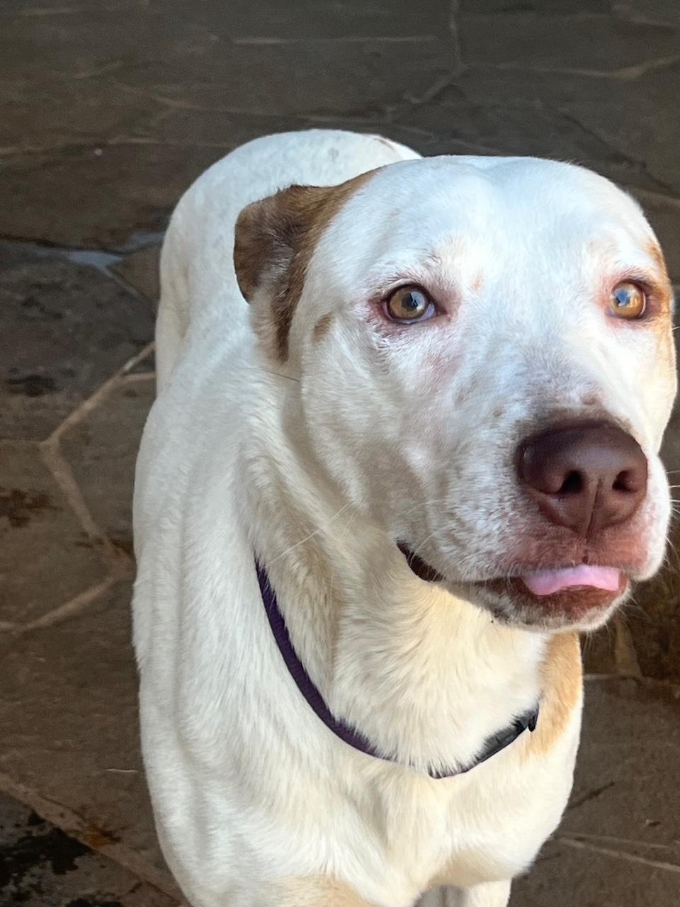 Prince Boy, ADOPTABLE, Young Male Australian Cattle Dog / Blue Heeler & Labrador Retriever.