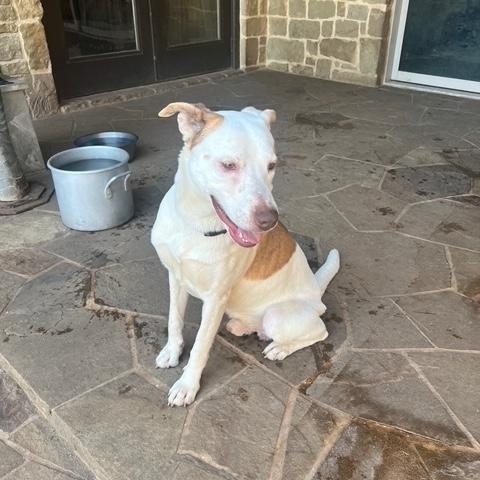 Enlarge Prince Boy, a ADOPTABLE mixed breed in Lavon, TX image 2/6