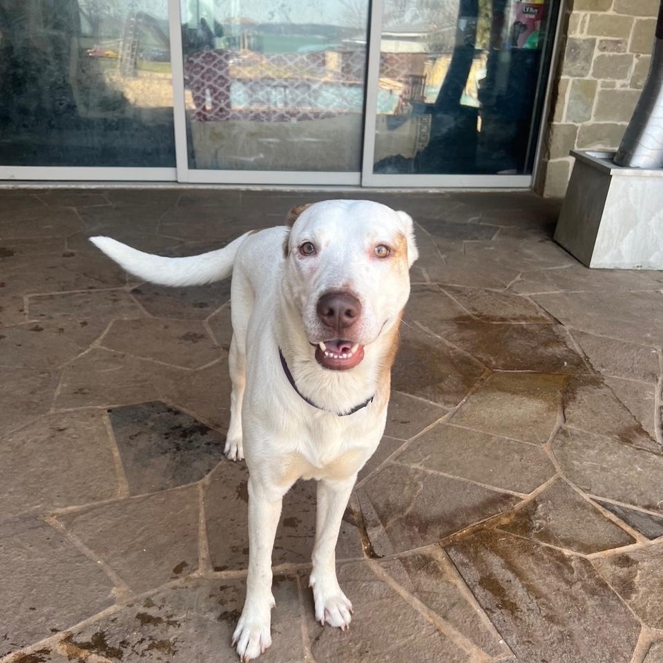 Enlarge Prince Boy, a ADOPTABLE mixed breed in Lavon, TX image 3/6