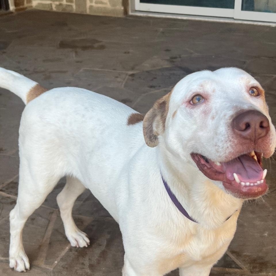 Enlarge Prince Boy, a ADOPTABLE mixed breed in Lavon, TX image 5/6