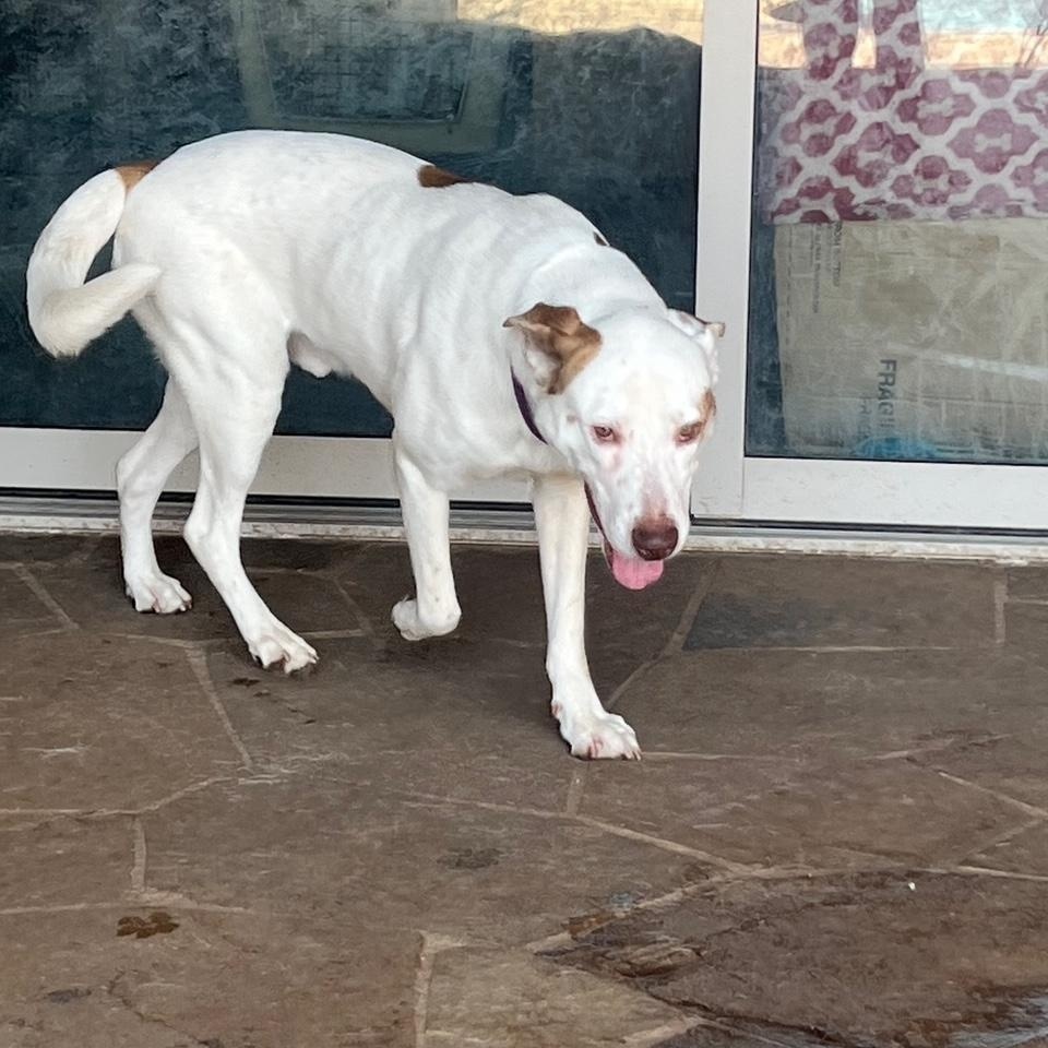 Enlarge Prince Boy, a ADOPTABLE mixed breed in Lavon, TX image 4/6