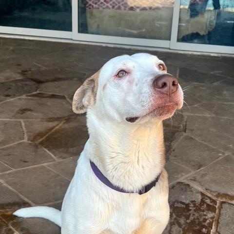 Enlarge Prince Boy, a ADOPTABLE mixed breed in Lavon, TX image 6/6