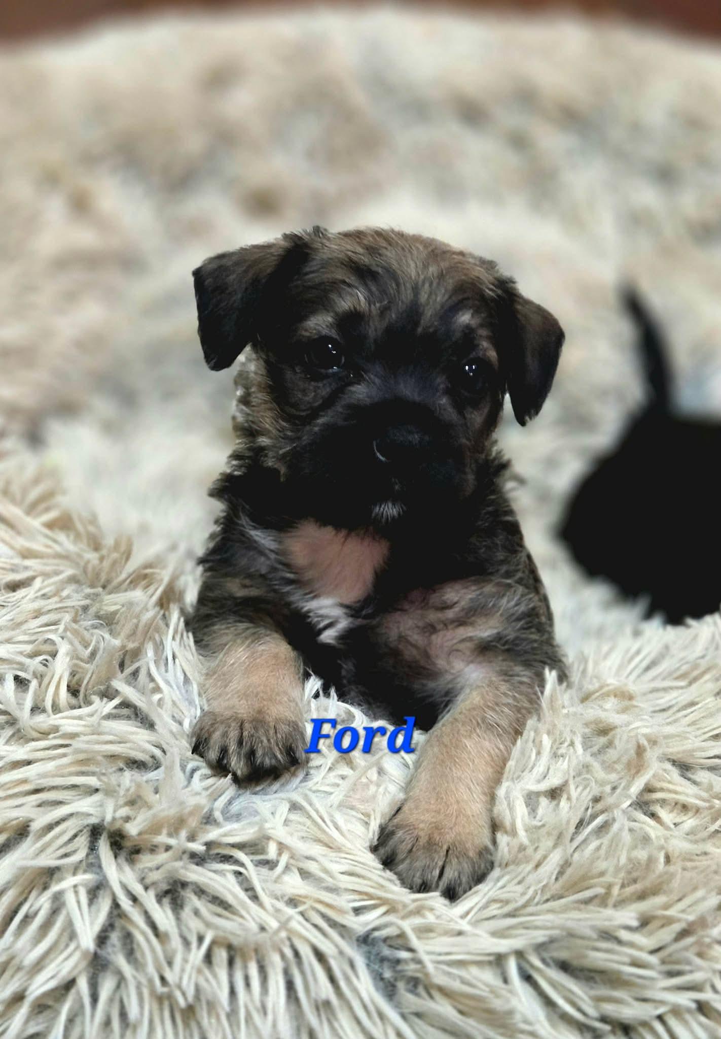 Enlarge Ford, a Adoptable mixed breed in Mission Viejo, CA image 1/1