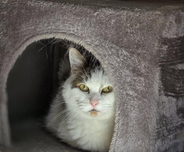 Clarence, a ADOPTABLE Domestic Long Hair in Prineville, OR image 1/2