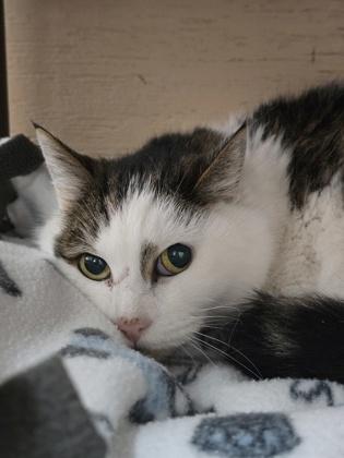 Clarence thumbnail 2