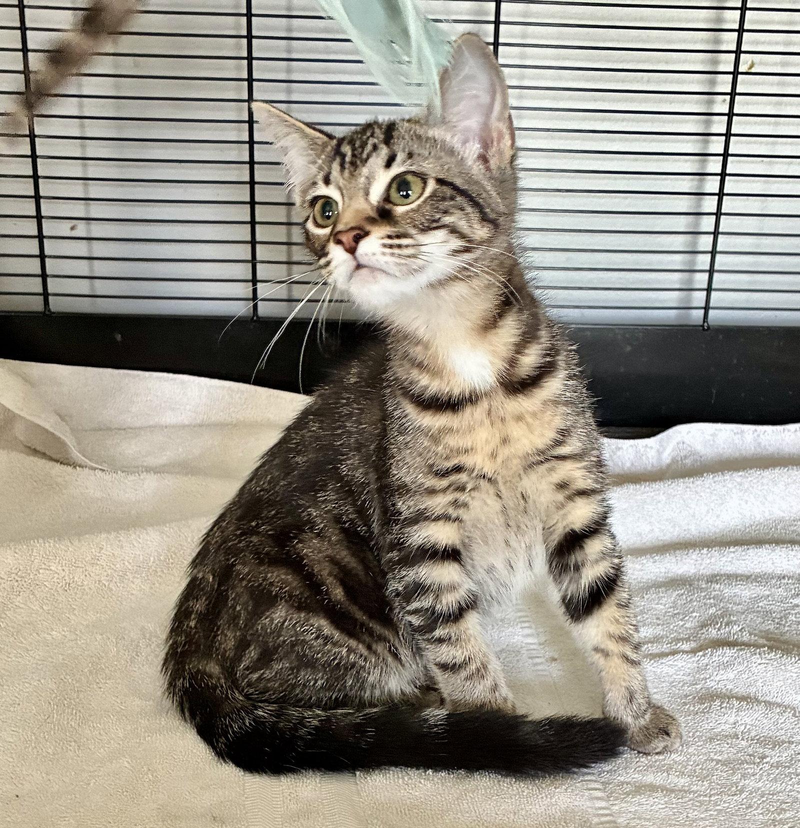 Petunia, Adoptable, Kitten Female Tabby & Domestic Short Hair.
