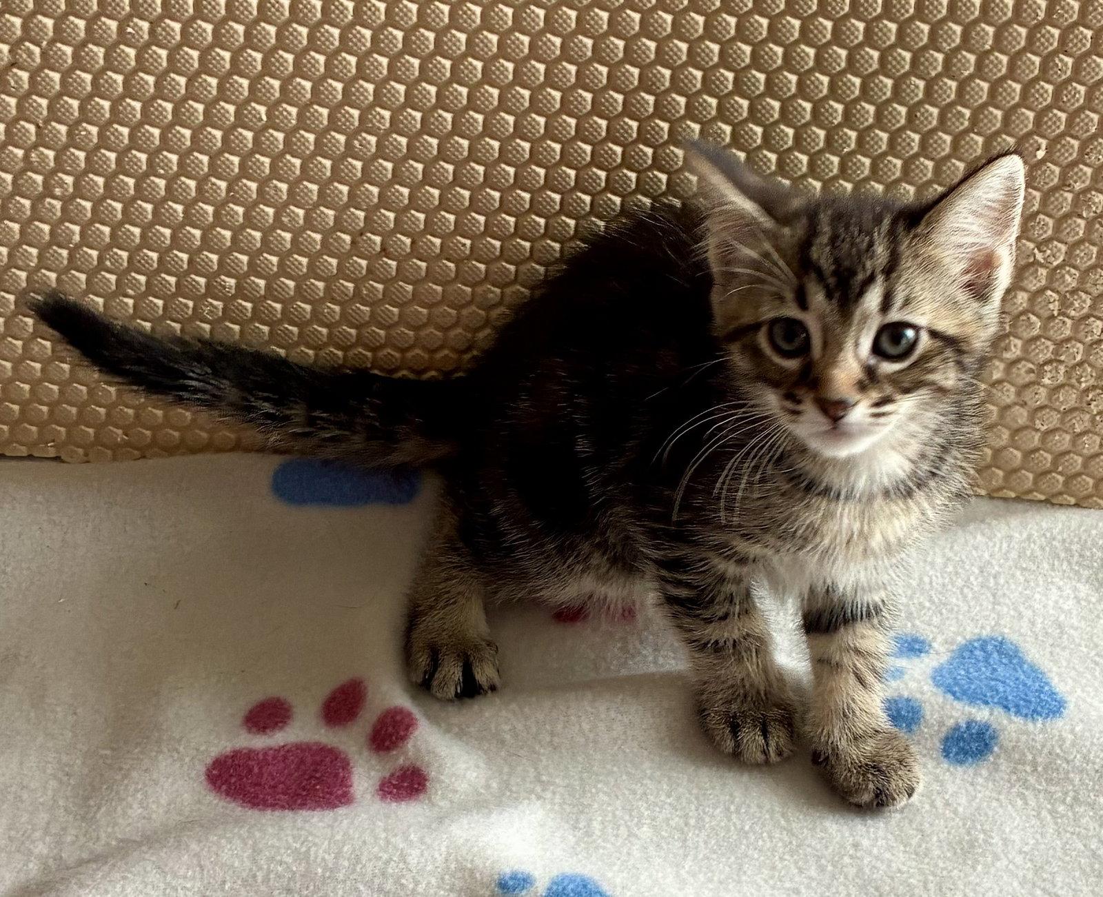 Petunia, a Adoptable Domestic Short Hair in Lexington, SC image 1/3