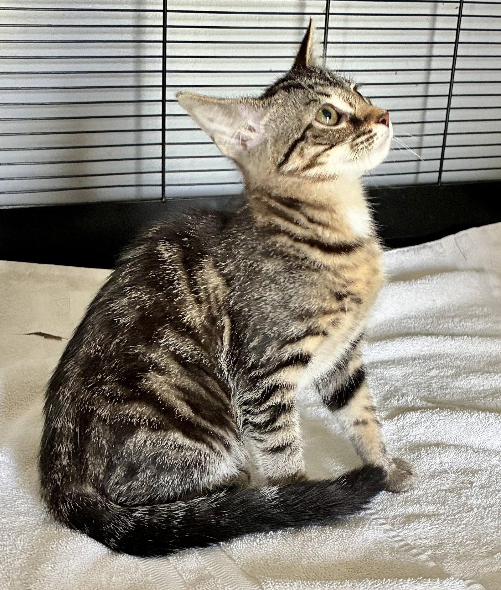 Petunia, a Adoptable mixed breed in Lexington, SC image 2/3