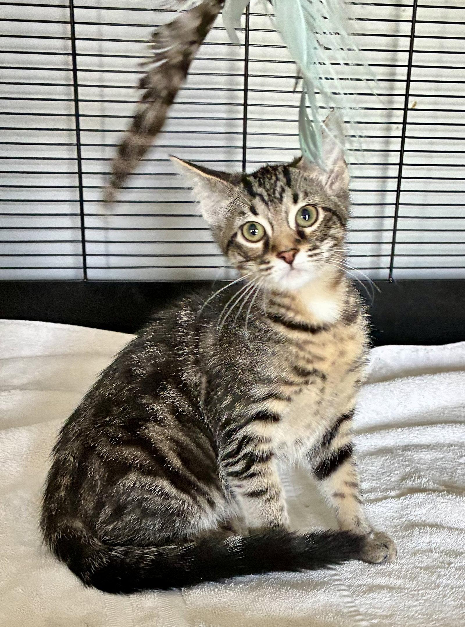 Petunia, a Adoptable mixed breed in Lexington, SC image 3/3