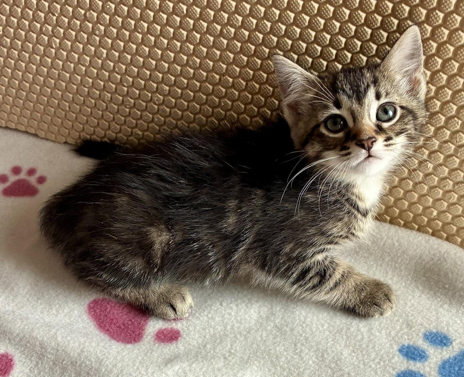 Petunia, a Adoptable Domestic Short Hair in Lexington, SC image 2/3