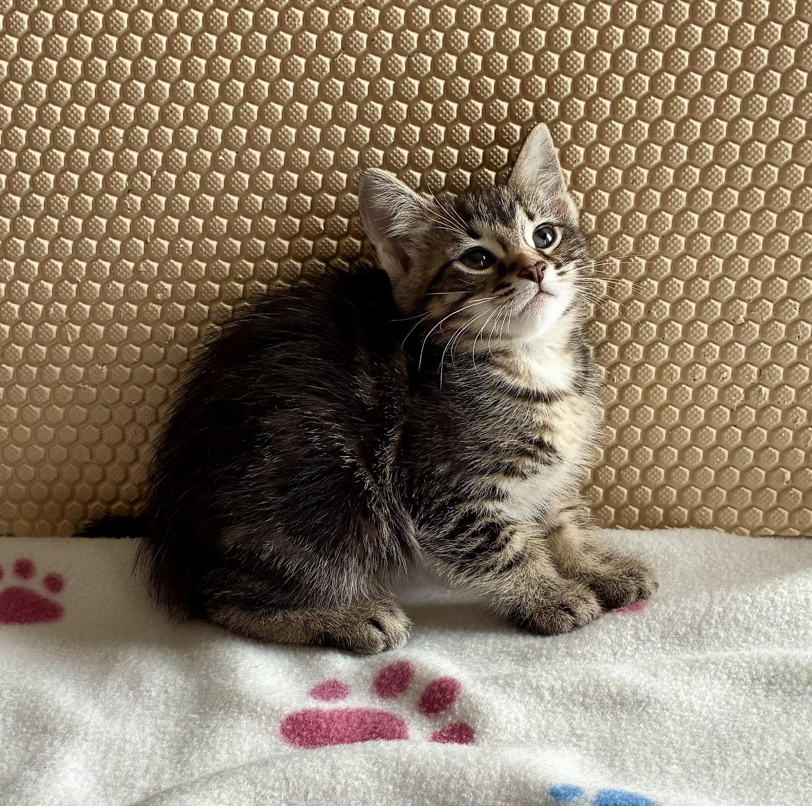 Petunia, a Adoptable Domestic Short Hair in Lexington, SC image 3/3