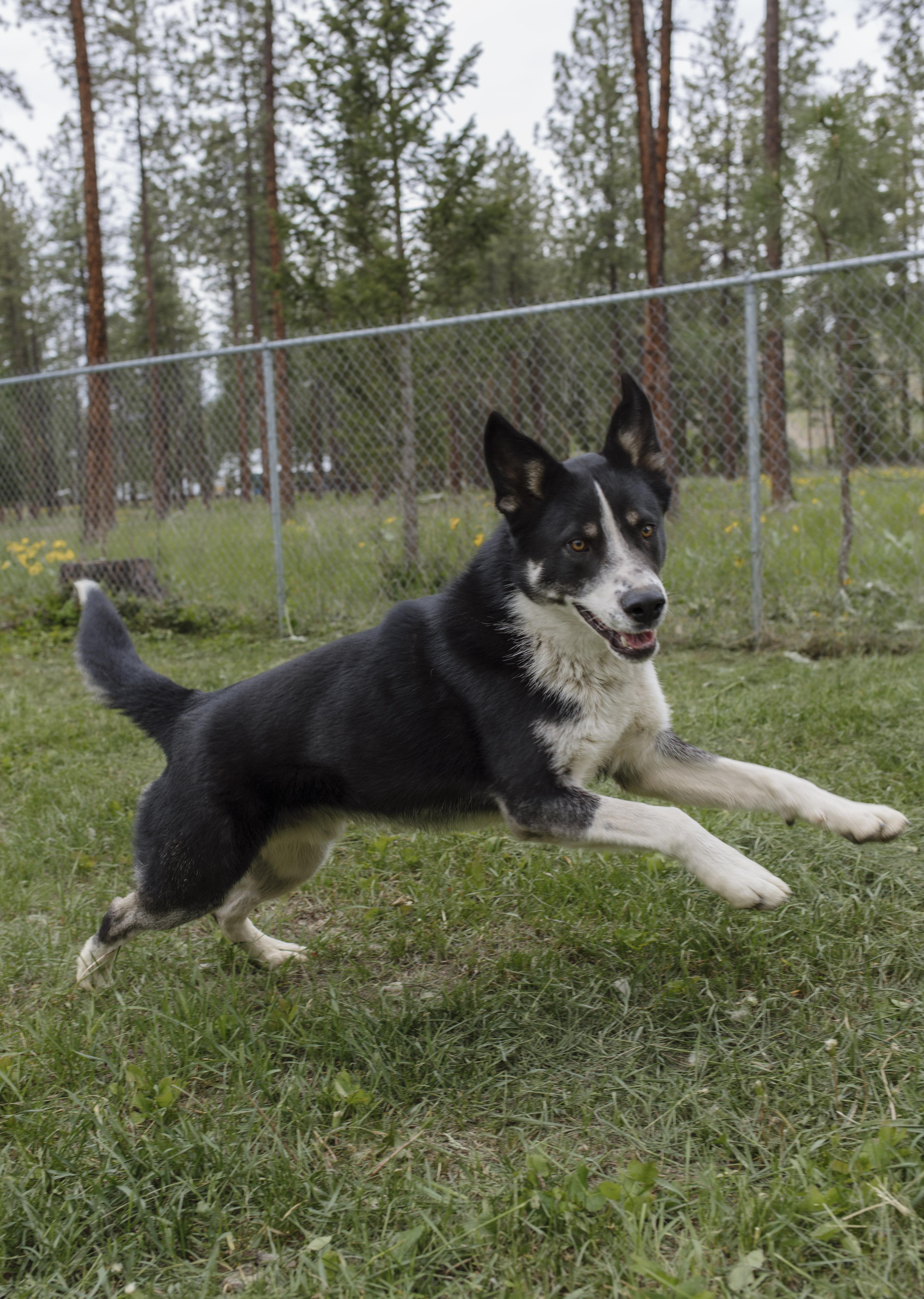 Wallie, an adoptable Collie in Libby, MT, 59923 | Photo Image 2