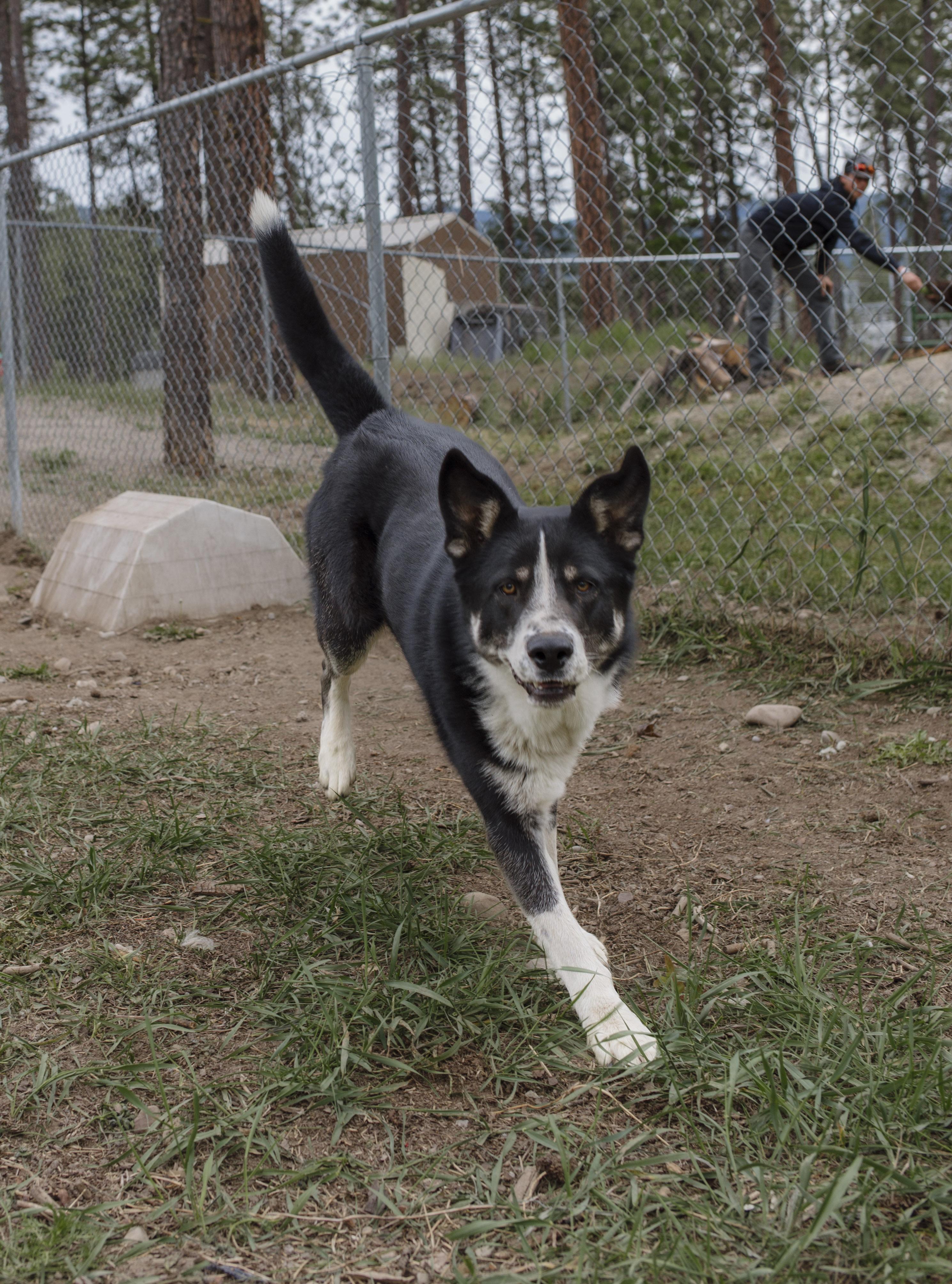 Wallie, an adoptable Collie in Libby, MT, 59923 | Photo Image 4
