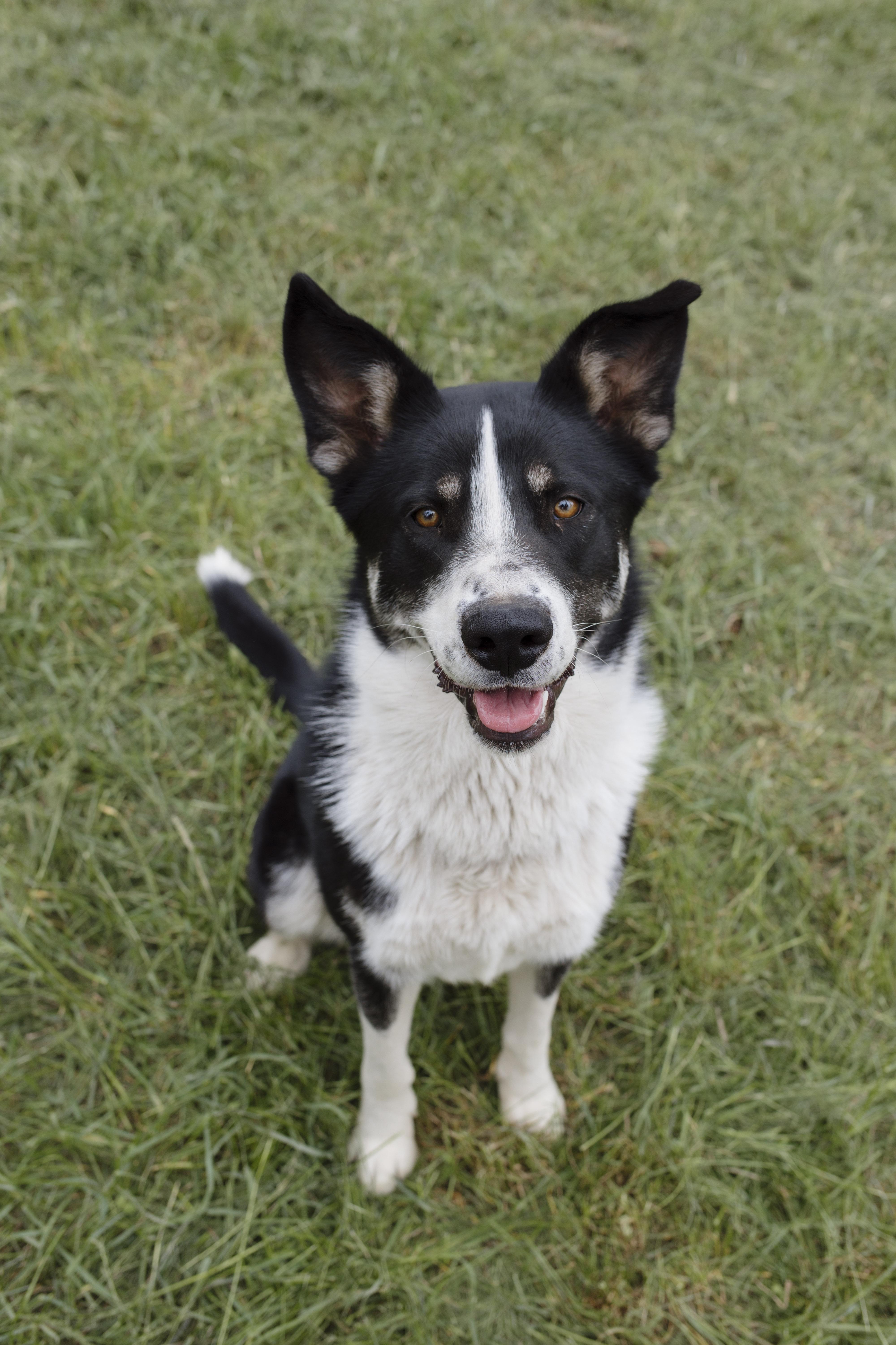 Wallie, an adoptable Collie in Libby, MT, 59923 | Photo Image 1
