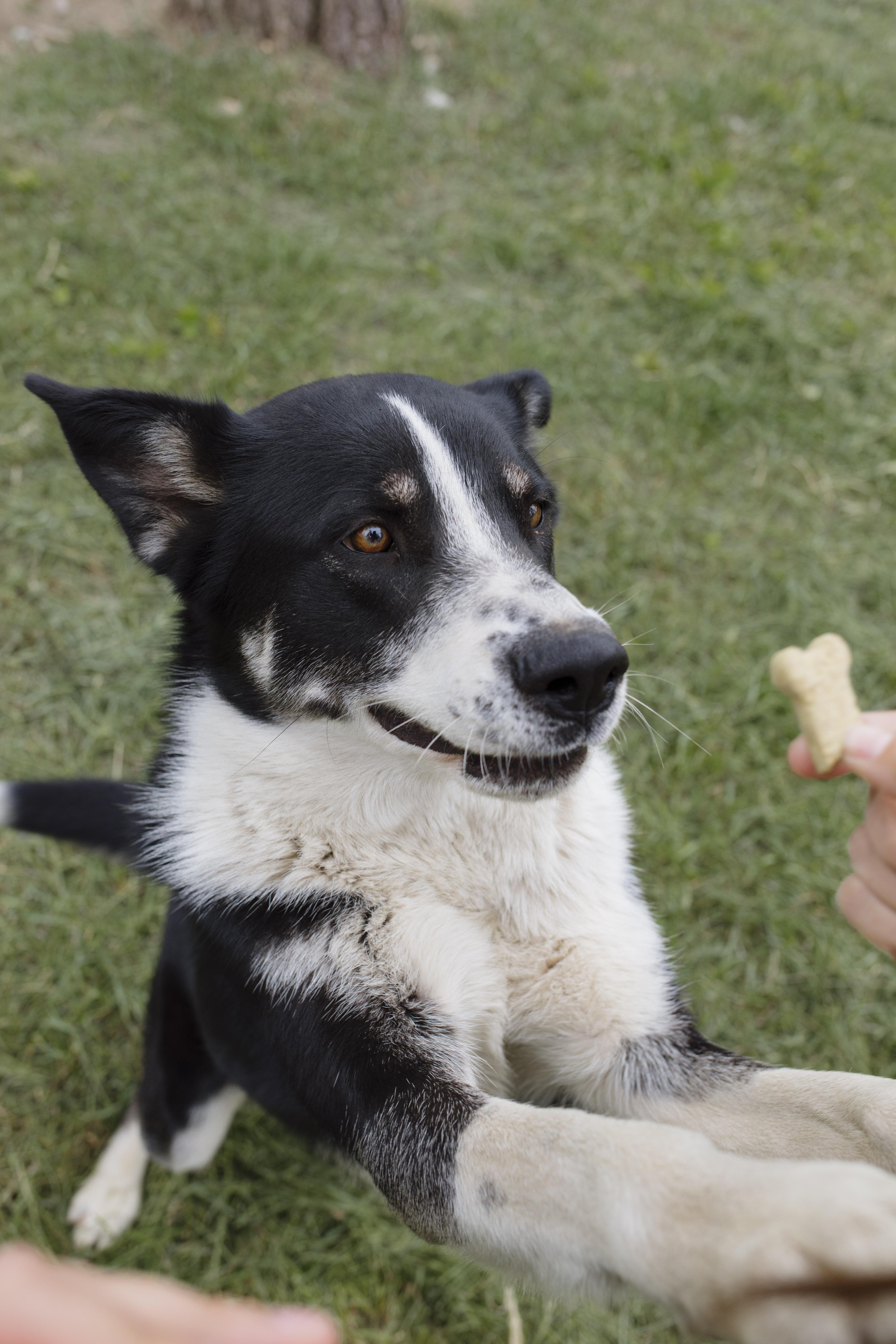 Wallie, an adoptable Collie in Libby, MT, 59923 | Photo Image 3