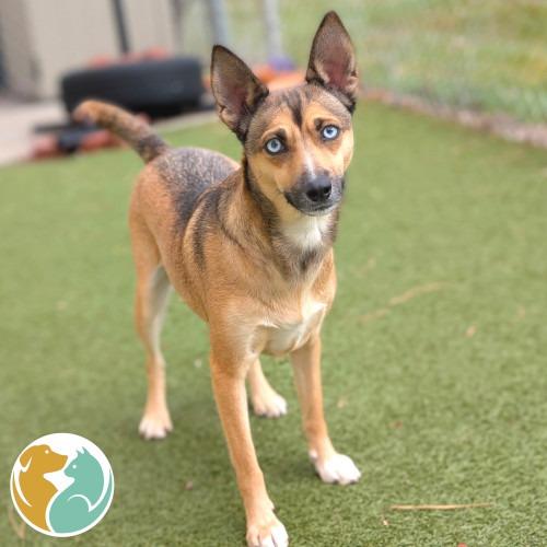 Caroline, Adoptable, Adult Female Husky & Shepherd.