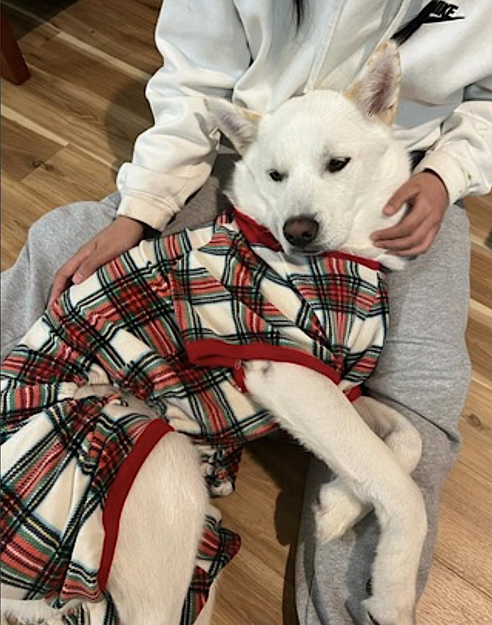 Sarang — thumbnail 2