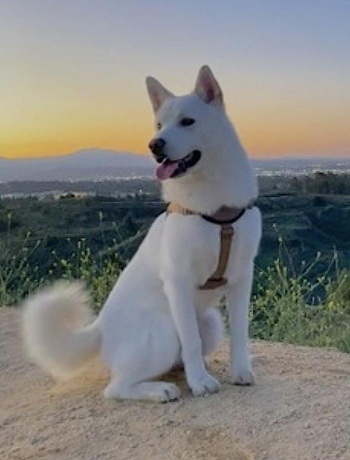 Sarang — thumbnail 4