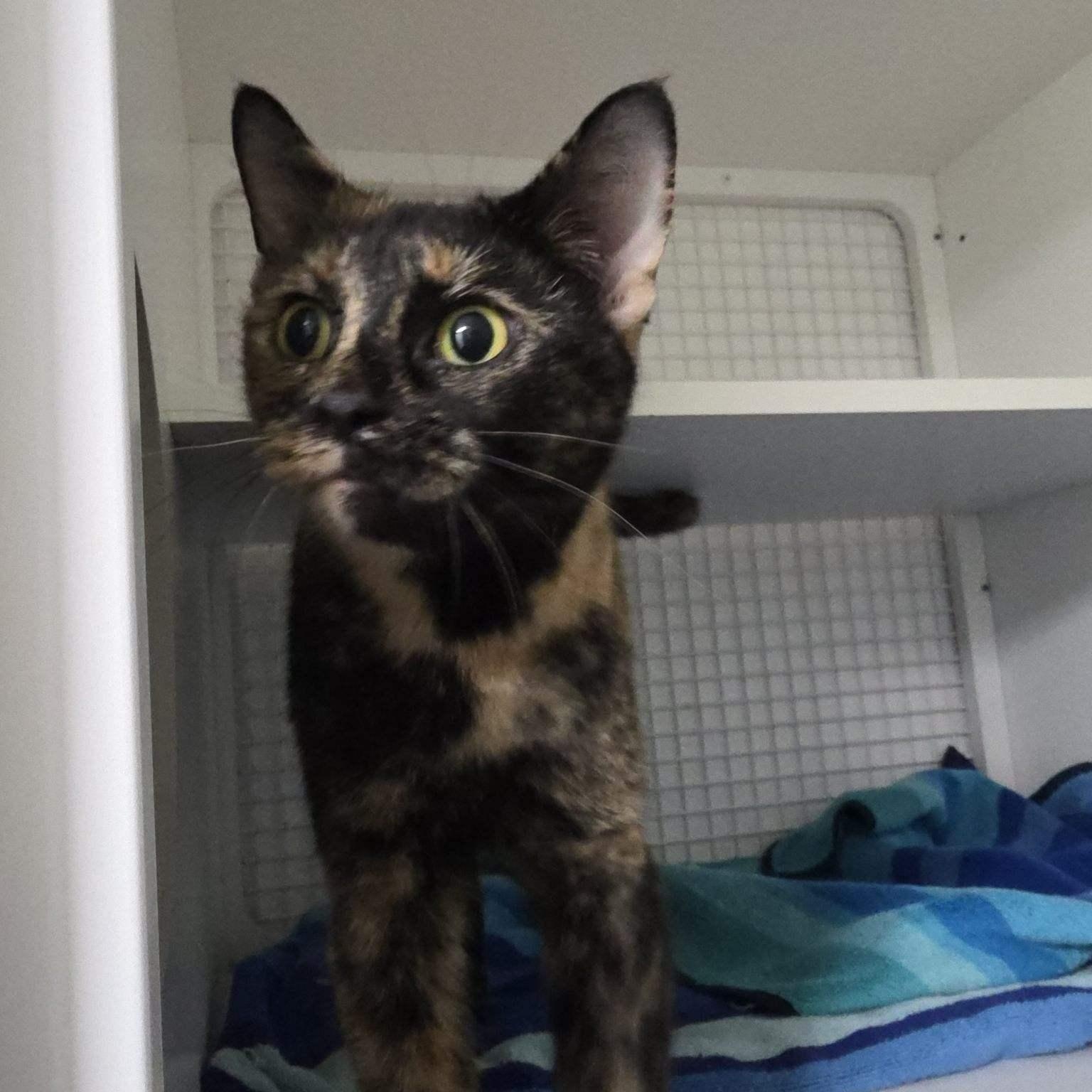 Luna, Adopted, Adult Female Calico.