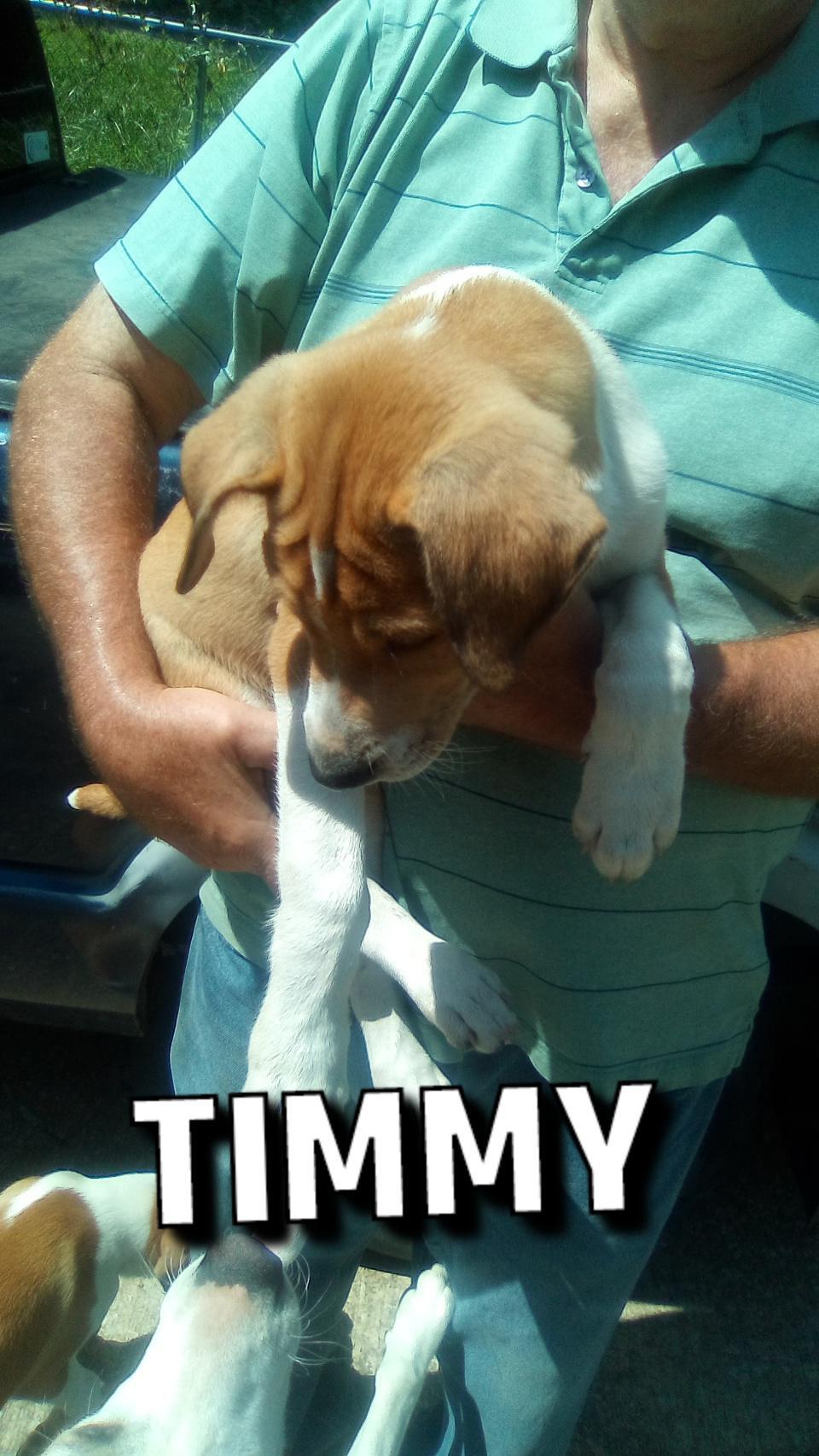 Enlarge TIMMY SPECIAL ADOPTION FEE**, a Adoptable mixed breed in Georgetown, KY image 2/6