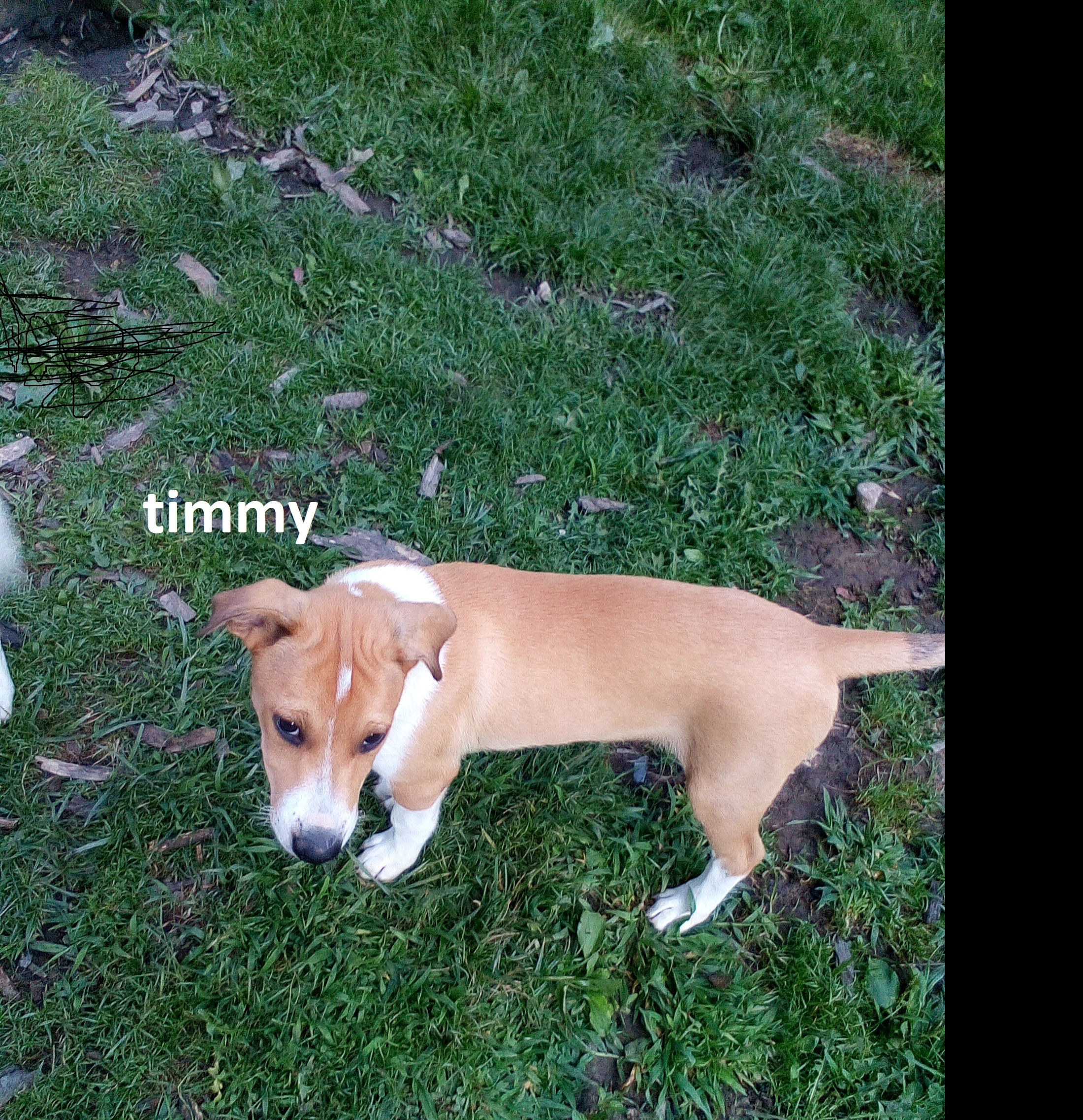 Enlarge TIMMY SPECIAL ADOPTION FEE**, a Adoptable mixed breed in Georgetown, KY image 3/6