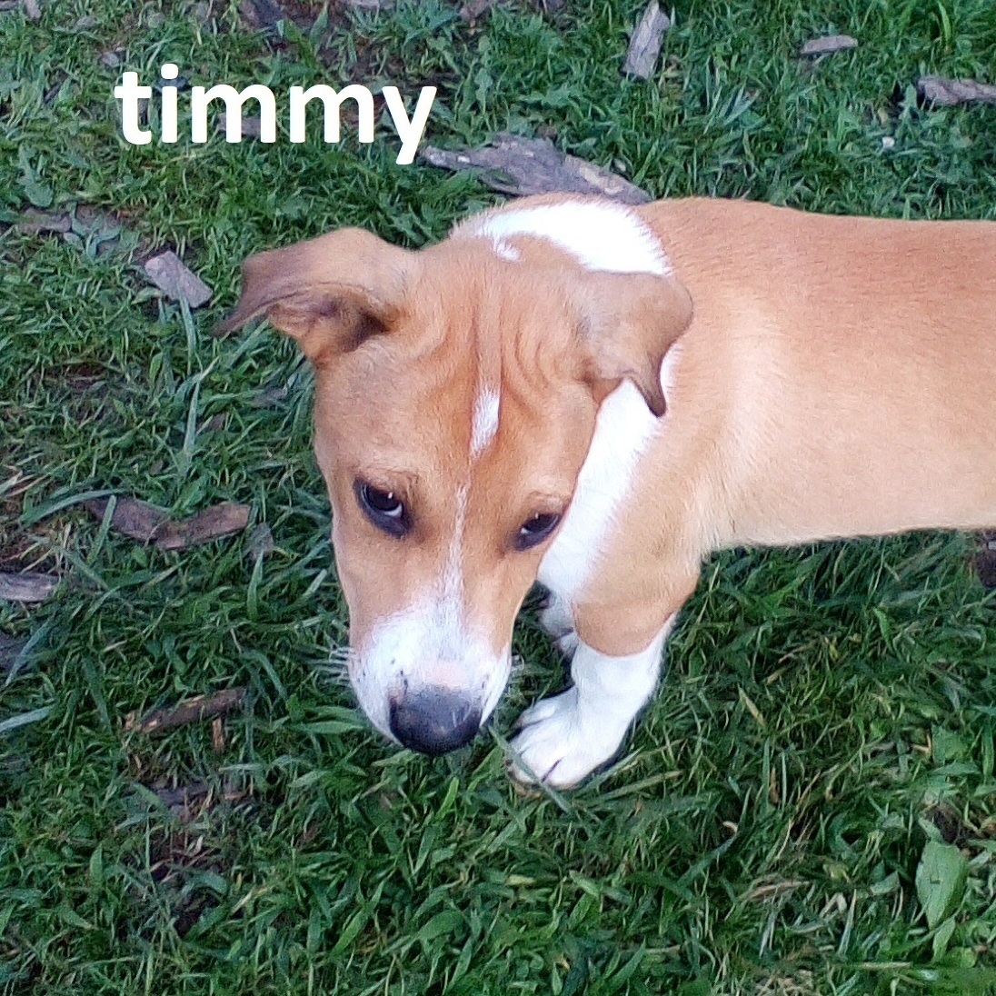 TIMMY SPECIAL ADOPTION FEE**, Adoptable, Young Male Foxhound & Collie.