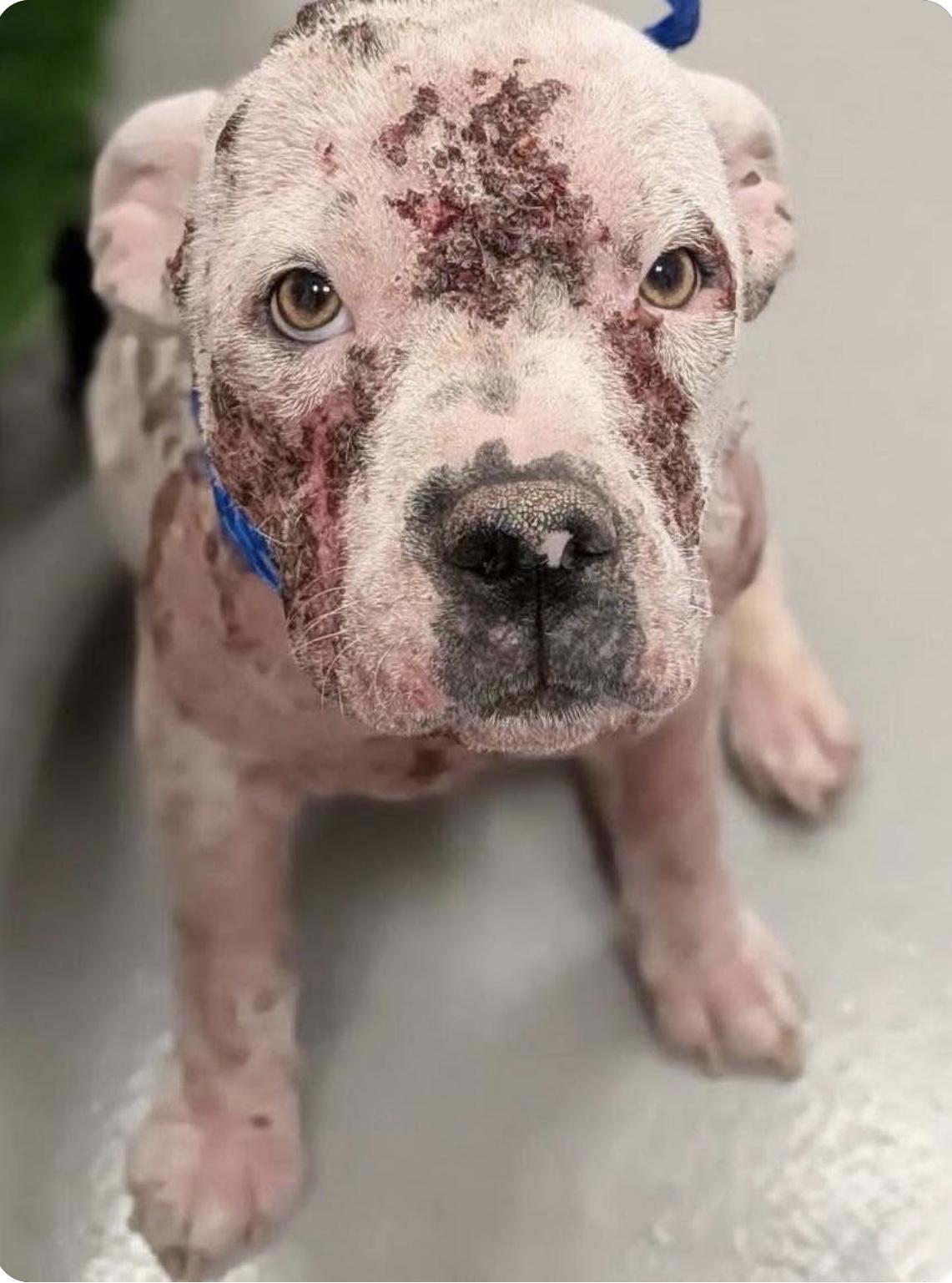 Blossom, Adoptable, Young Female Pit Bull Terrier.