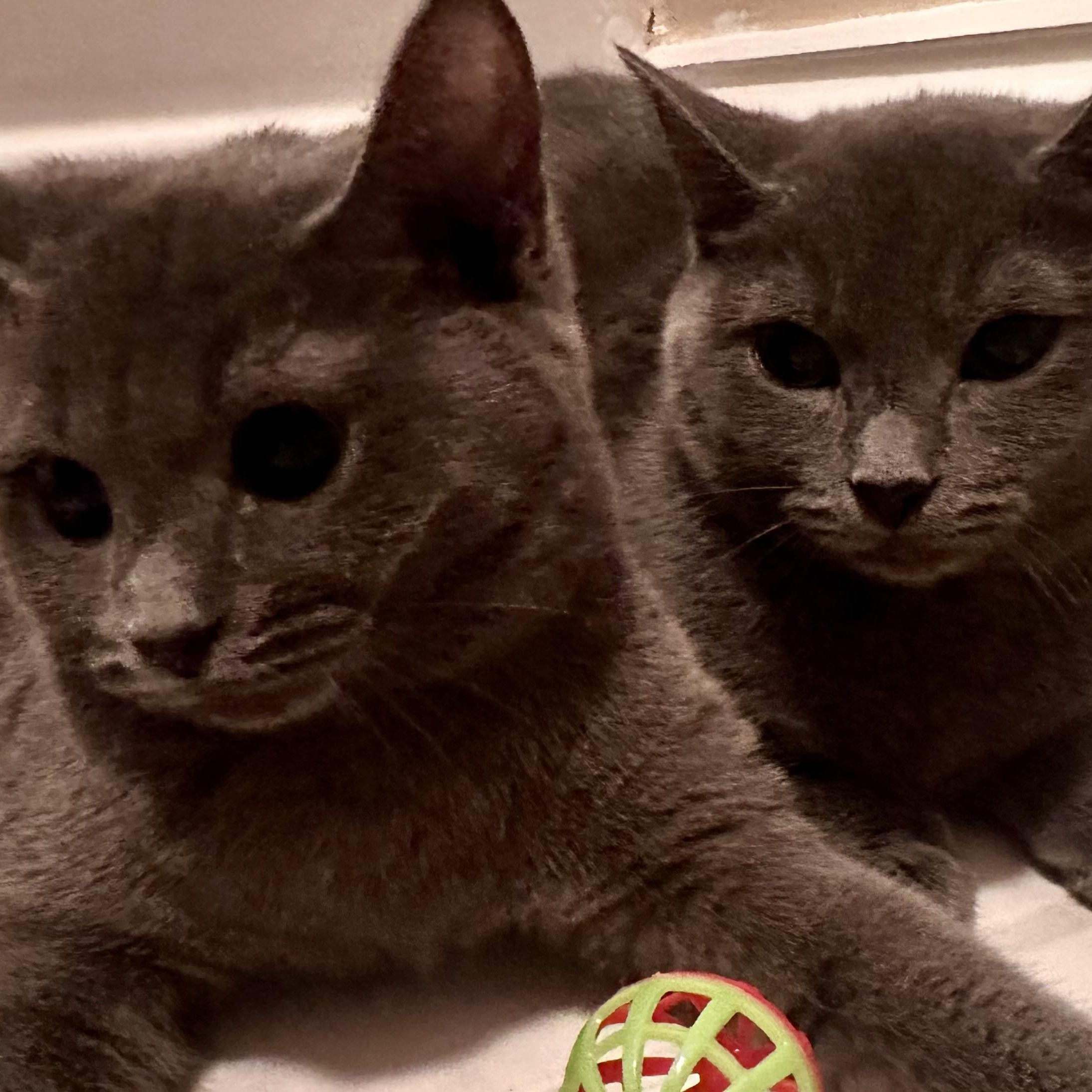 Sasha and Zola, Young Female unknown