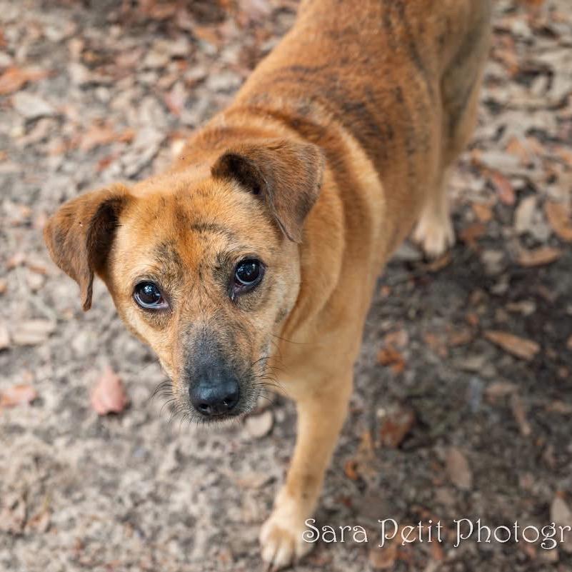 Honey, Adoptable, Adult Female Mixed Breed.