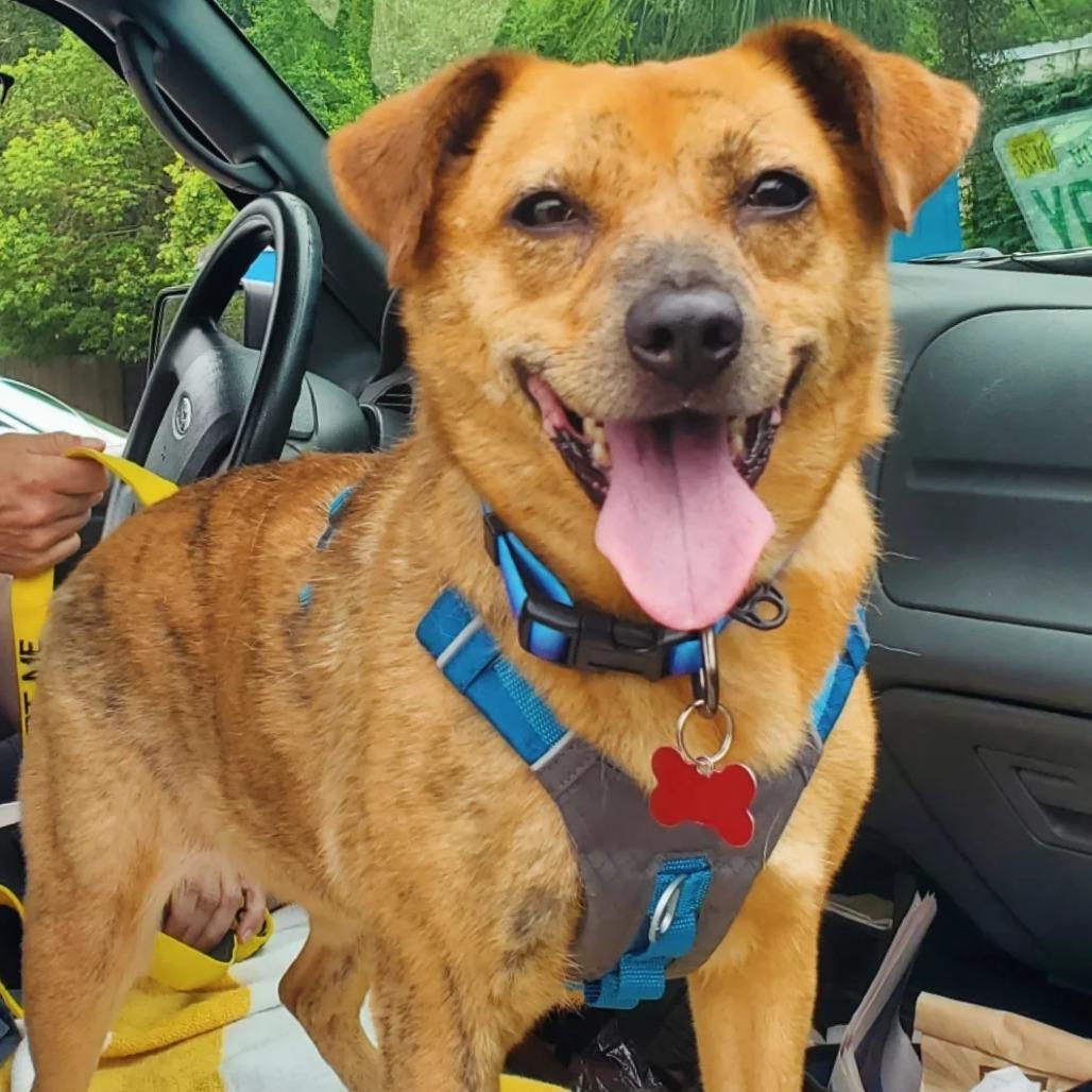 Honey, a Adoptable Mixed Breed in Milton, FL image 2/6