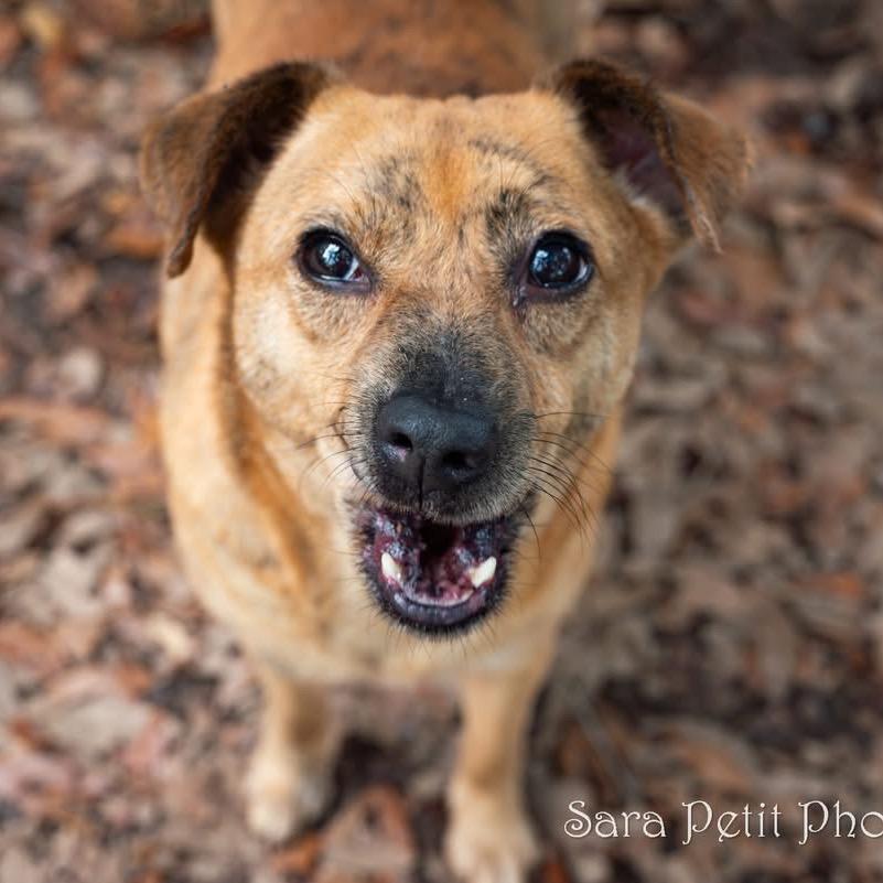 Honey, a Adoptable Mixed Breed in Milton, FL image 2/6