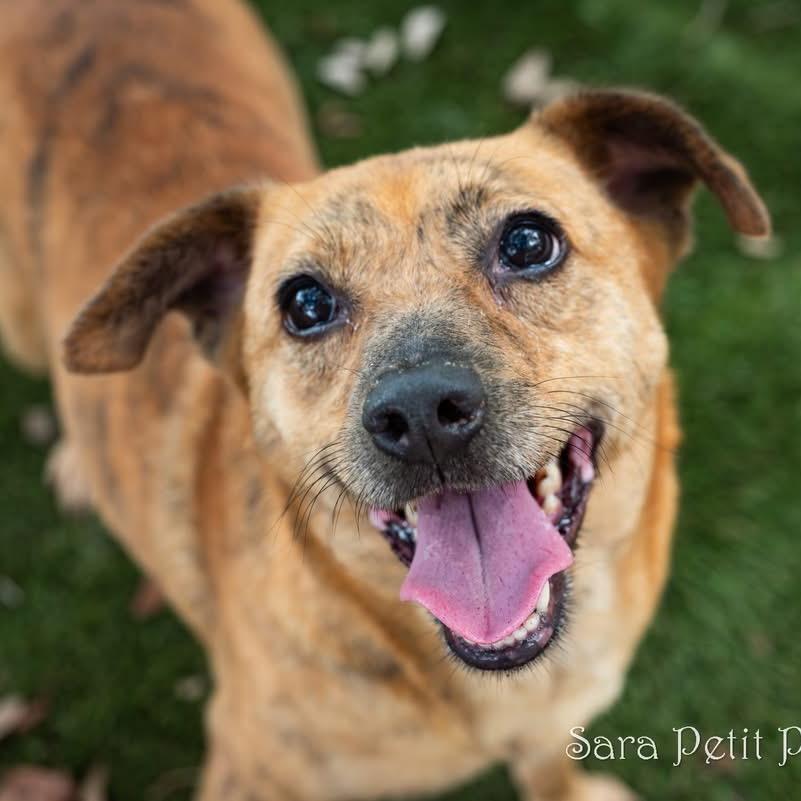 Honey, a Adoptable Mixed Breed in Milton, FL image 3/6