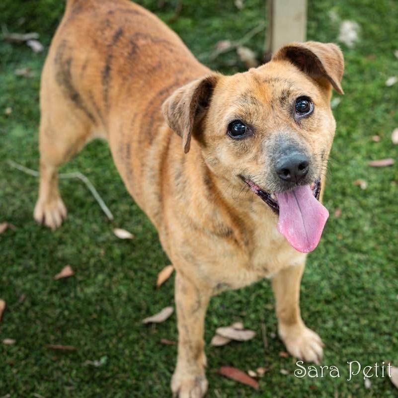 Honey, a Adoptable Mixed Breed in Milton, FL image 4/6