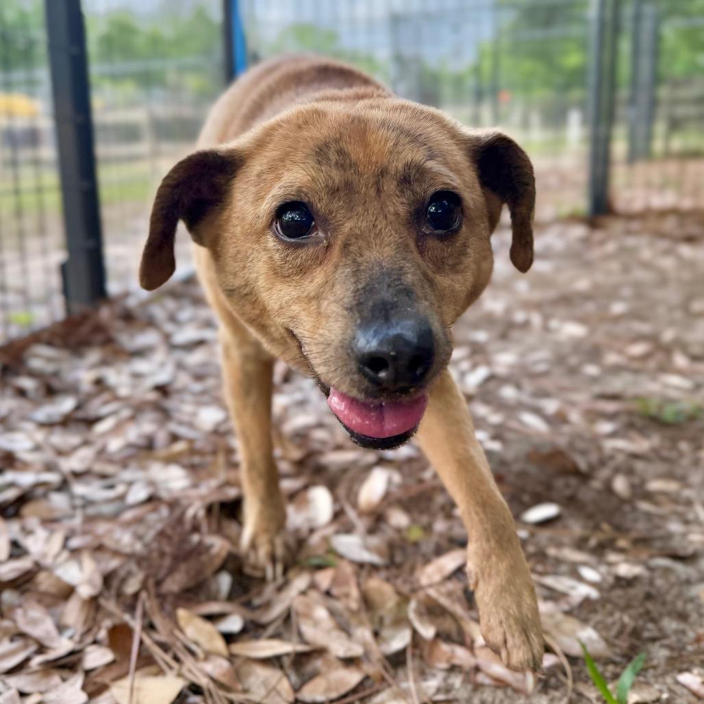 Honey, a Adoptable Mixed Breed in Milton, FL image 5/6