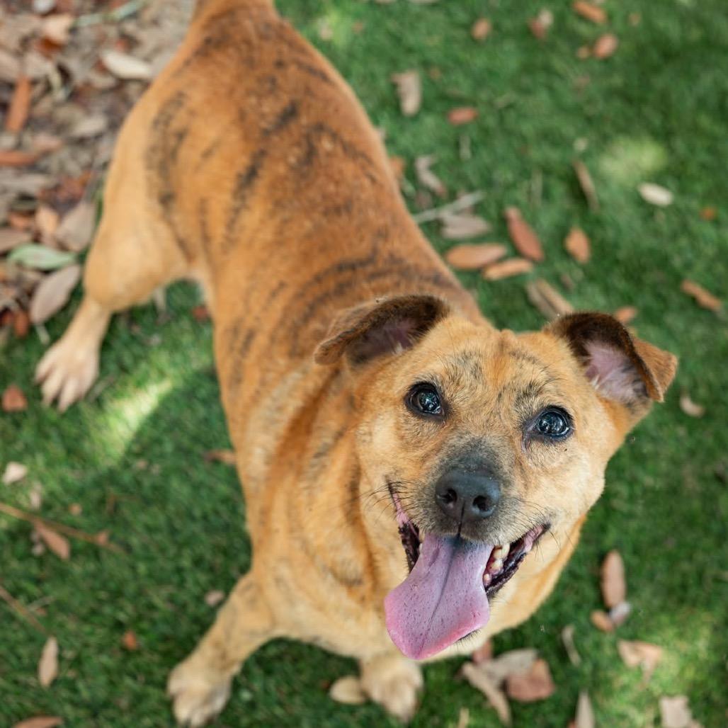Honey, a Adoptable Mixed Breed in Milton, FL image 6/6