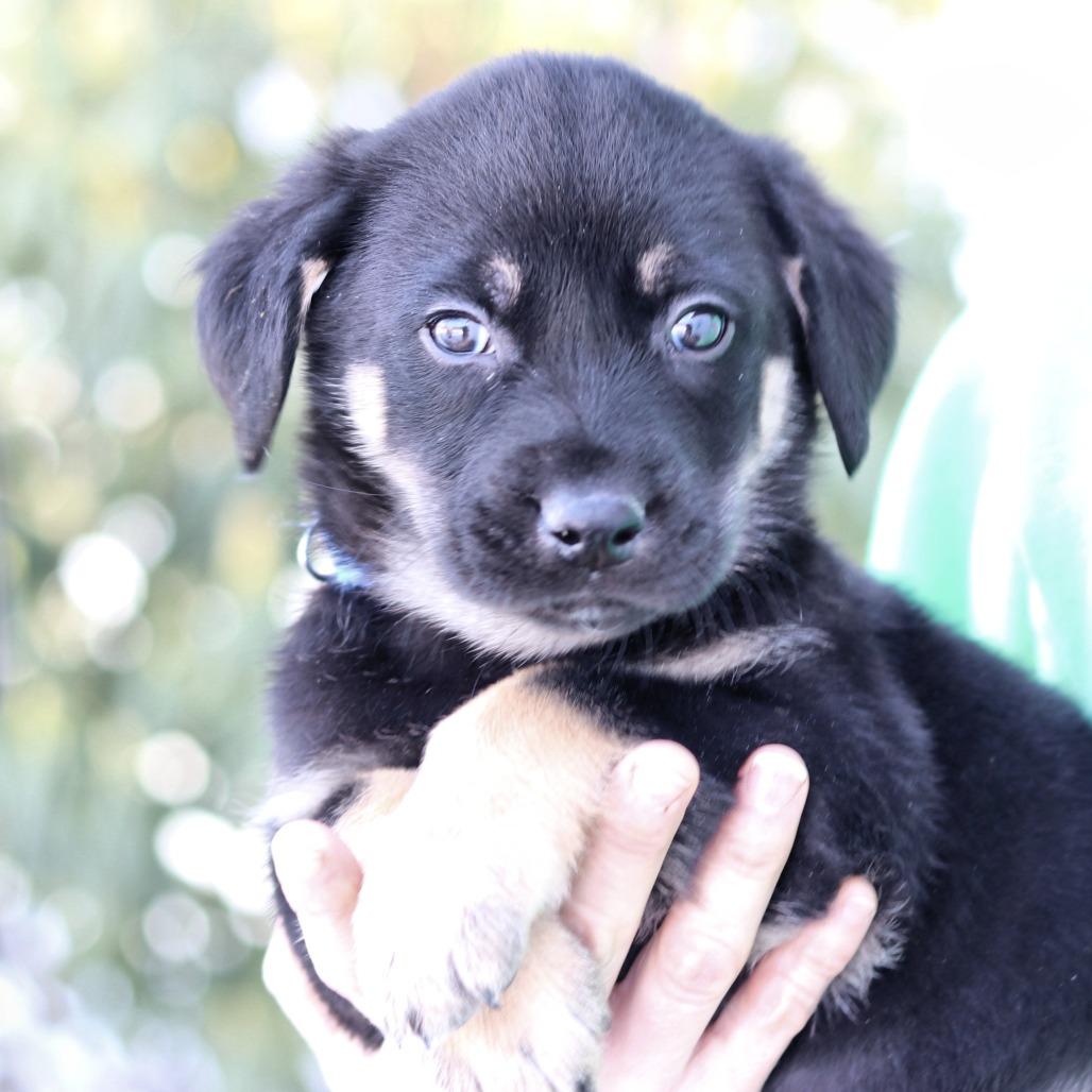 Enlarge CT Nash, a Adoptable mixed breed in Stormville, NY image 3/3