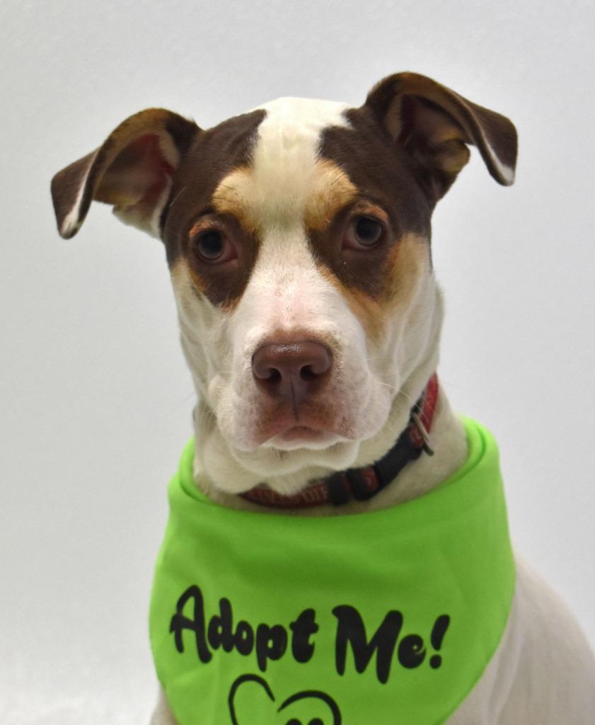 Enlarge Squirt, a Adoptable mixed breed in Springfield, OH image 1/6