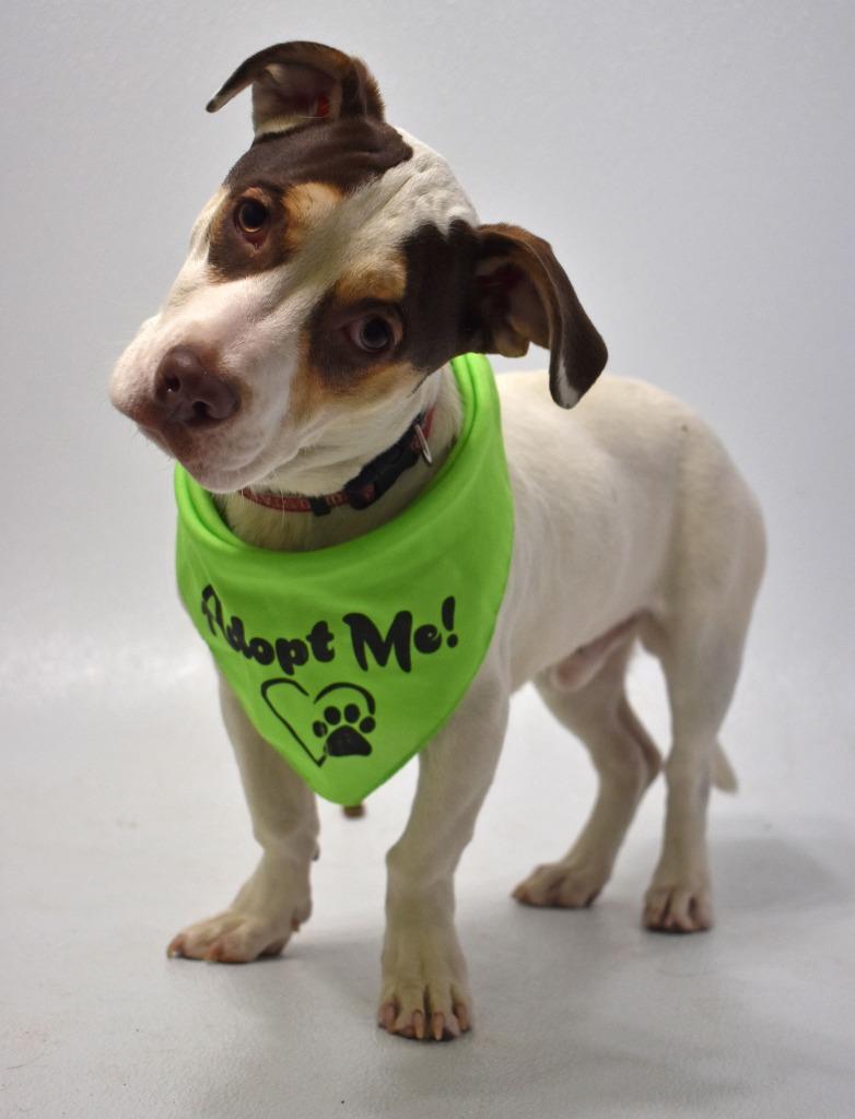 Enlarge Squirt, a Adoptable mixed breed in Springfield, OH image 2/6