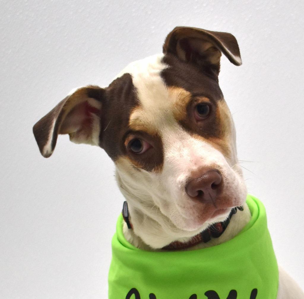 Enlarge Squirt, a Adoptable mixed breed in Springfield, OH image 3/6