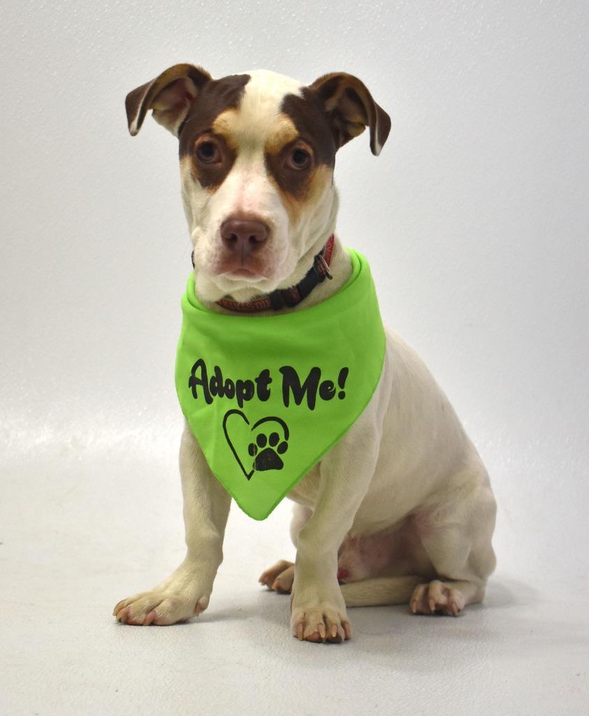 Enlarge Squirt, a Adoptable mixed breed in Springfield, OH image 4/6