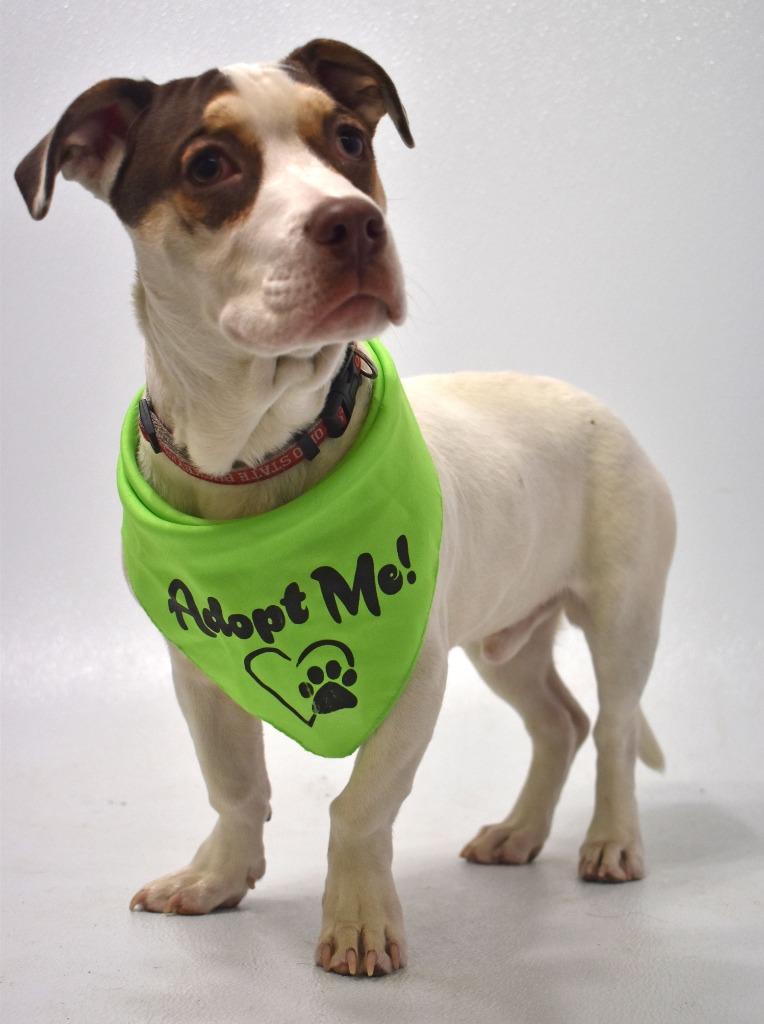 Enlarge Squirt, a Adoptable mixed breed in Springfield, OH image 5/6