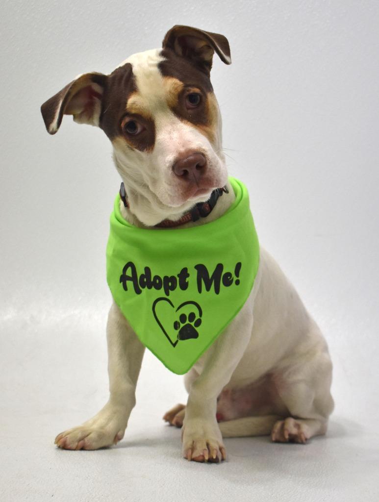 Enlarge Squirt, a Adoptable mixed breed in Springfield, OH image 6/6