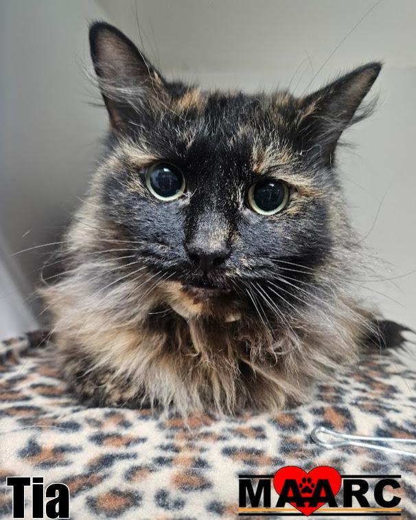 Tia, Adoptable, Adult Female Domestic Long Hair.