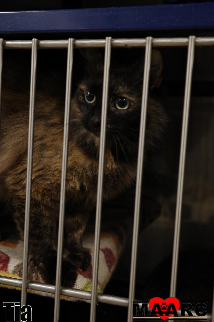 Enlarge Tia, a Adoptable mixed breed in Maryville, TN image 2/4