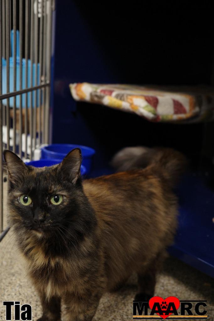 Enlarge Tia, a Adoptable mixed breed in Maryville, TN image 3/4